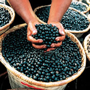 Acai Berry Super Food shown in vats. Acai is one of the 10 Super Foods.