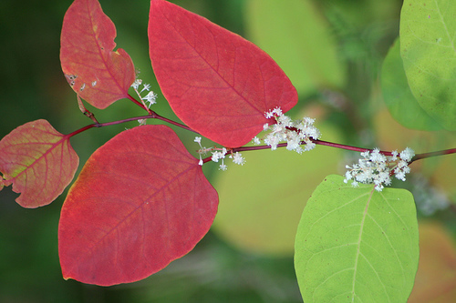 Japanese Knotweed: Source of Resveratrol