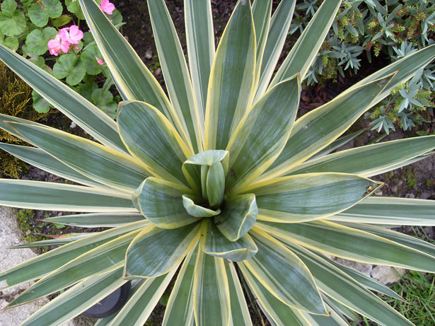 Yucca Plants